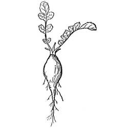 Dessin à colorier: Radis (Alimentation et Nutrition) #220984 - Coloriages à Imprimer Gratuits