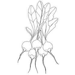 Dessin à colorier: Radis (Alimentation et Nutrition) #220986 - Coloriages à Imprimer Gratuits