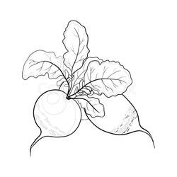 Dessin à colorier: Radis (Alimentation et Nutrition) #220987 - Coloriages à Imprimer Gratuits
