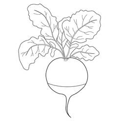 Dessin à colorier: Radis (Alimentation et Nutrition) #220990 - Coloriages à Imprimer Gratuits
