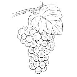 Dessins à colorier: Raisins - Coloriages à Imprimer Gratuits