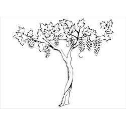 Dessin à colorier: Raisins (Alimentation et Nutrition) #212403 - Coloriages à Imprimer Gratuits