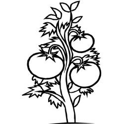 Dessin à colorier: Tomate (Alimentation et Nutrition) #195373 - Coloriages à Imprimer Gratuits