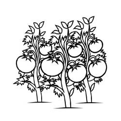 Dessin à colorier: Tomate (Alimentation et Nutrition) #195388 - Coloriages à Imprimer Gratuits
