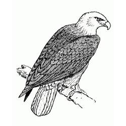 Coloriage Aigle (Animaux) #185179 à imprimer et colorier