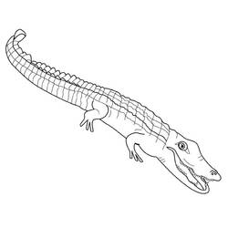 Coloriage Alligator (Animaux) #210204 à imprimer et colorier