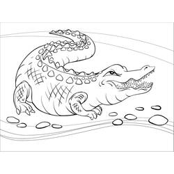 Coloriage Alligator (Animaux) #210207 à imprimer et colorier