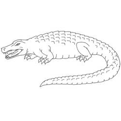 Coloriage Alligator (Animaux) #210211 à imprimer et colorier