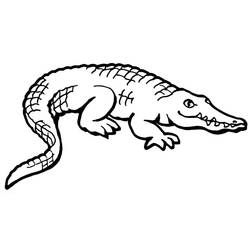 Coloriage Alligator (Animaux) #210212 à imprimer et colorier