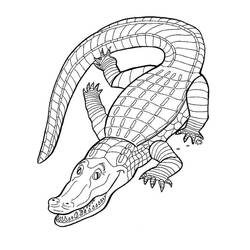 Coloriage Alligator (Animaux) #210214 à imprimer et colorier