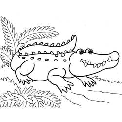 Coloriage Alligator (Animaux) #210216 à imprimer et colorier