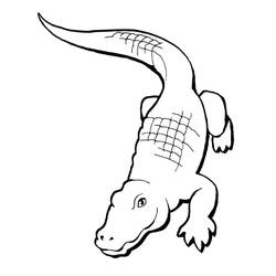Coloriage Alligator (Animaux) #210222 à imprimer et colorier