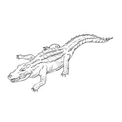Dessin à colorier: Alligator (Animaux) #470 - Coloriages à Imprimer Gratuits
