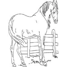 Coloriage Animaux de ferme (Animaux) #21399 à imprimer et colorier