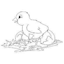 Coloriage Animaux de ferme (Animaux) #21605 à imprimer et colorier