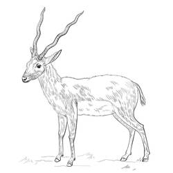 Dessin à colorier: Antilope (Animaux) #210757 - Coloriages à Imprimer Gratuits