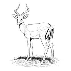 Dessin à colorier: Antilope (Animaux) #22580 - Coloriages à imprimer
