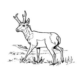 Dessin à colorier: Antilope (Animaux) #22588 - Coloriages à imprimer