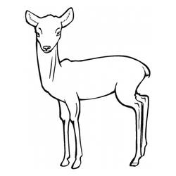 Dessin à colorier: Antilope (Animaux) #22595 - Coloriages à imprimer
