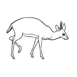 Dessin à colorier: Antilope (Animaux) #22600 - Coloriages à imprimer