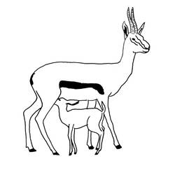Dessin à colorier: Antilope (Animaux) #22605 - Coloriages à imprimer