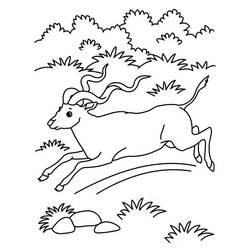 Dessin à colorier: Antilope (Animaux) #22607 - Coloriages à imprimer
