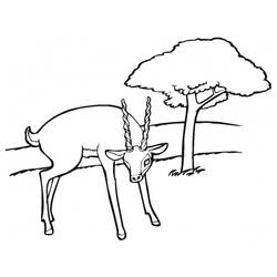 Dessin à colorier: Antilope (Animaux) #22611 - Coloriages à imprimer