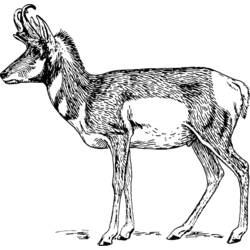 Dessin à colorier: Antilope (Animaux) #22618 - Coloriages à Imprimer Gratuits