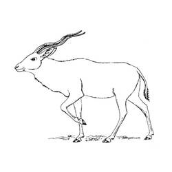 Dessin à colorier: Antilope (Animaux) #22623 - Coloriages à imprimer
