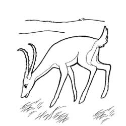 Dessin à colorier: Antilope (Animaux) #22633 - Coloriages à imprimer