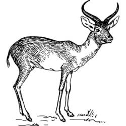 Dessin à colorier: Antilope (Animaux) #22648 - Coloriages à imprimer