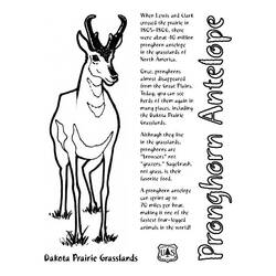 Dessin à colorier: Antilope (Animaux) #22669 - Coloriages à imprimer