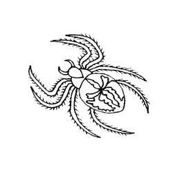 Coloriage Araignée (Animaux) #184491 à imprimer et colorier