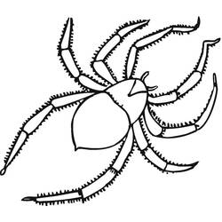 Coloriage Araignée (Animaux) #184492 à imprimer et colorier