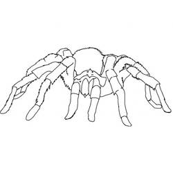 Coloriage Araignée (Animaux) #184494 à imprimer et colorier