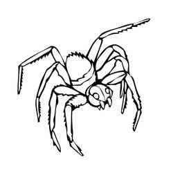 Coloriage Araignée (Animaux) #184495 à imprimer et colorier