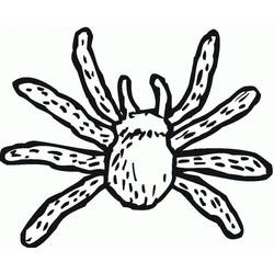 Coloriage Araignée (Animaux) #184497 à imprimer et colorier