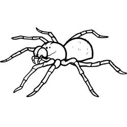 Coloriage Araignée (Animaux) #184501 à imprimer et colorier