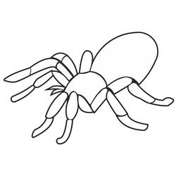 Coloriage Araignée (Animaux) #184504 à imprimer et colorier