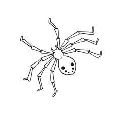 Coloriage Araignée (Animaux) #184506 à imprimer et colorier