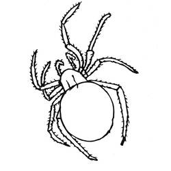 Dessin à colorier: Araignée (Animaux) #577 - Coloriages à Imprimer Gratuits