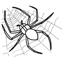 Dessin à colorier: Araignée (Animaux) #584 - Coloriages à imprimer
