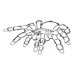 Dessin à colorier: Araignée (Animaux) #586 - Coloriages à imprimer