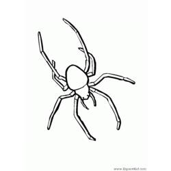 Dessin à colorier: Araignée (Animaux) #587 - Coloriages à imprimer
