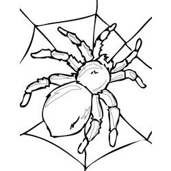Dessin à colorier: Araignée (Animaux) #595 - Coloriages à imprimer