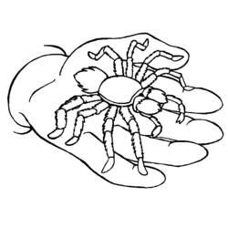 Dessin à colorier: Araignée (Animaux) #664 - Coloriages à imprimer