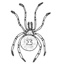 Dessin à colorier: Araignée (Animaux) #666 - Coloriages à Imprimer Gratuits