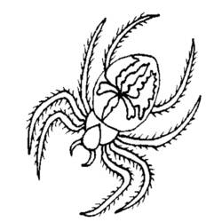 Dessin à colorier: Araignée (Animaux) #674 - Coloriages à imprimer