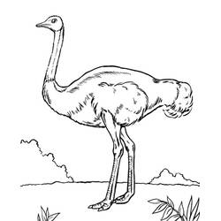 Coloriage Autruche (Animaux) #204564 à imprimer et colorier