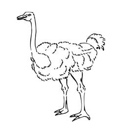 Dessin à colorier Autruche (Animaux) #204588, gratuit à imprimer